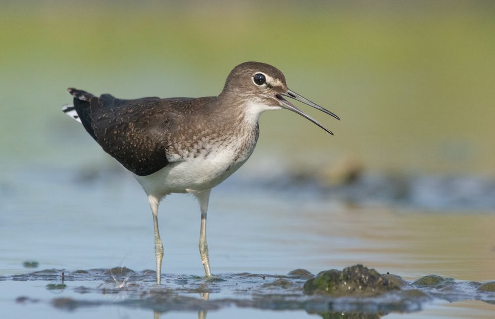 Фотография автора Татьяна Ливеровская