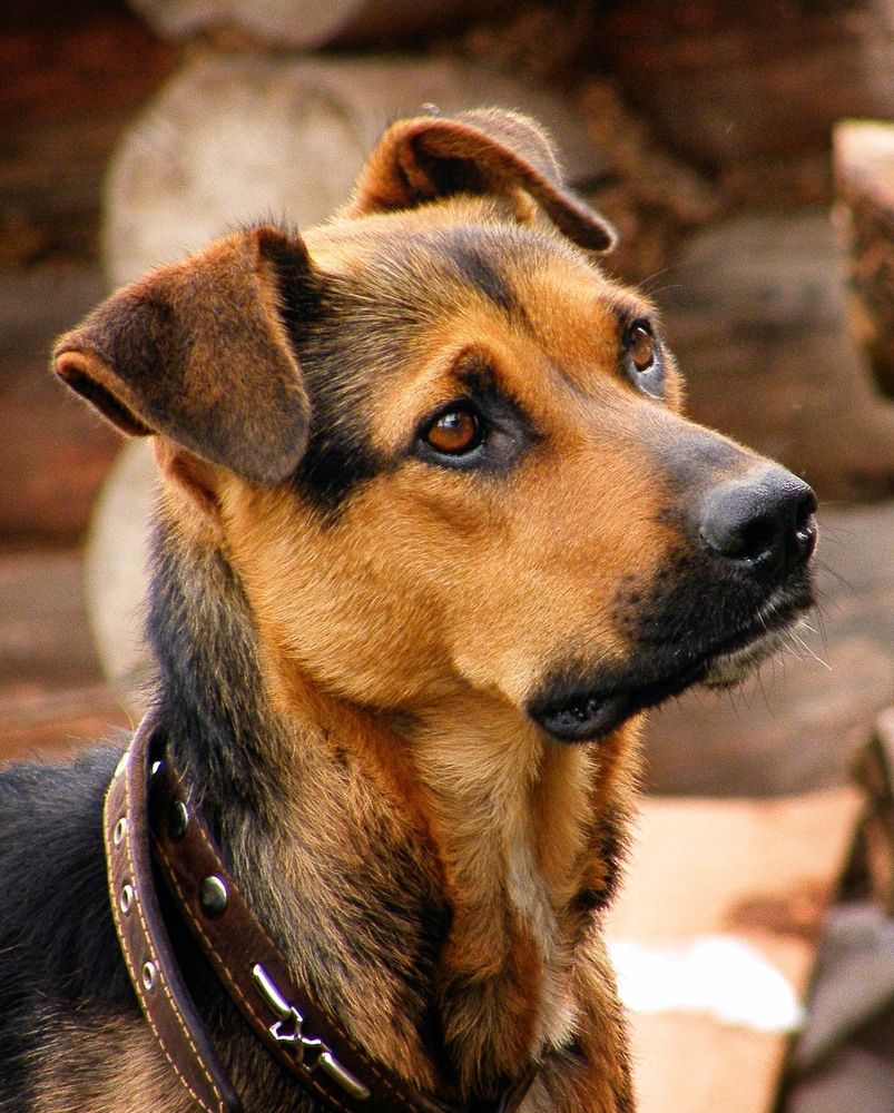 Фотография автора Гоголев Игорь