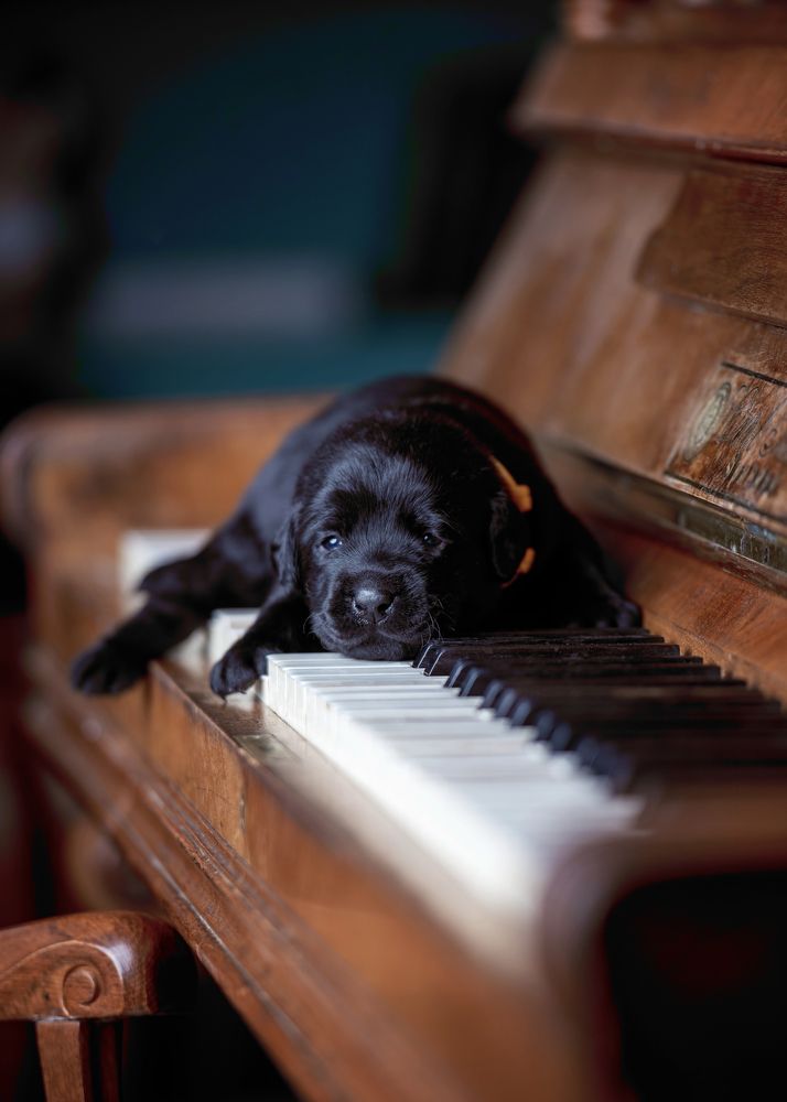 Фотография автора Ольга Фомичева