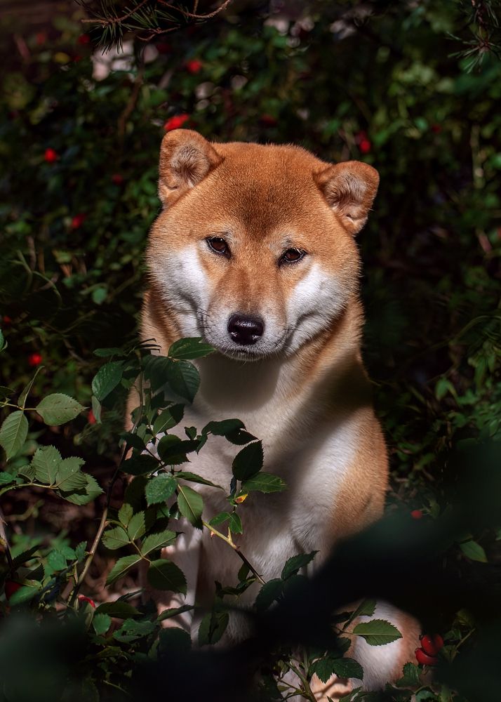 Фотография автора Ольга Фомичева