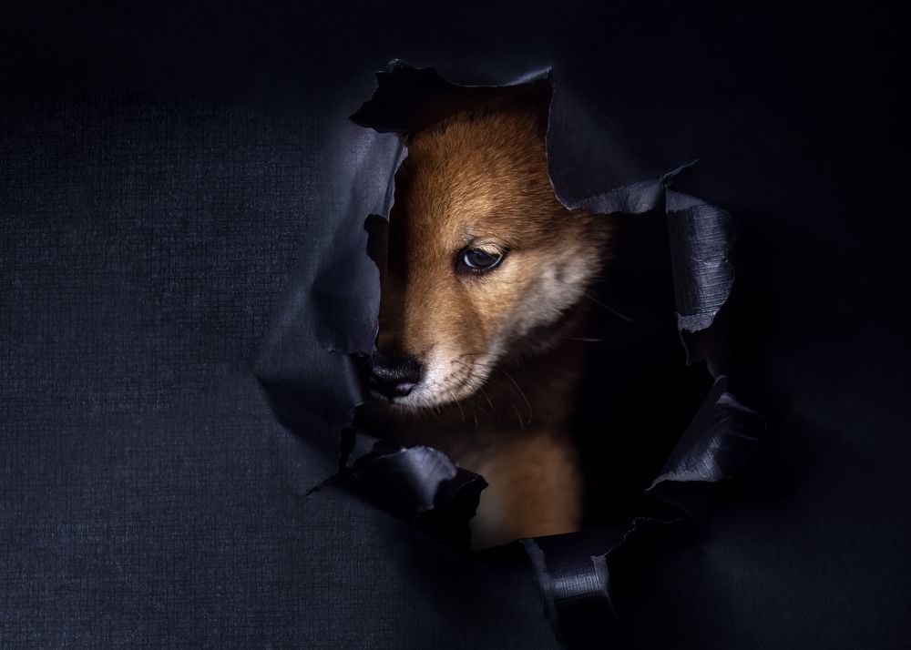 Фотография автора Ольга Фомичева