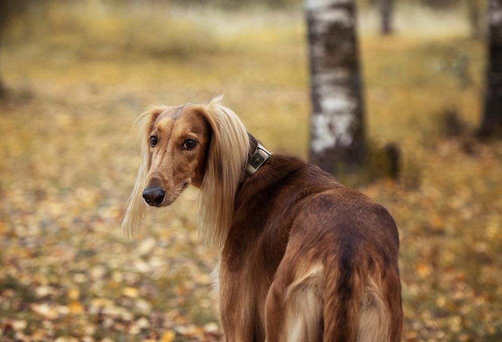 Фотография автора Ольга Фомичева