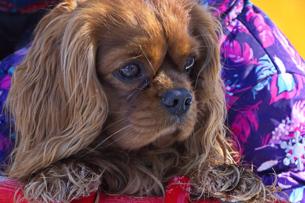 Фотография автора Анатолий Борисов