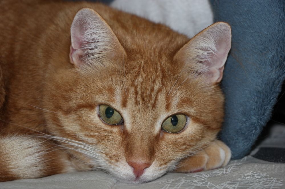 Фотография автора Анатолий Борисов