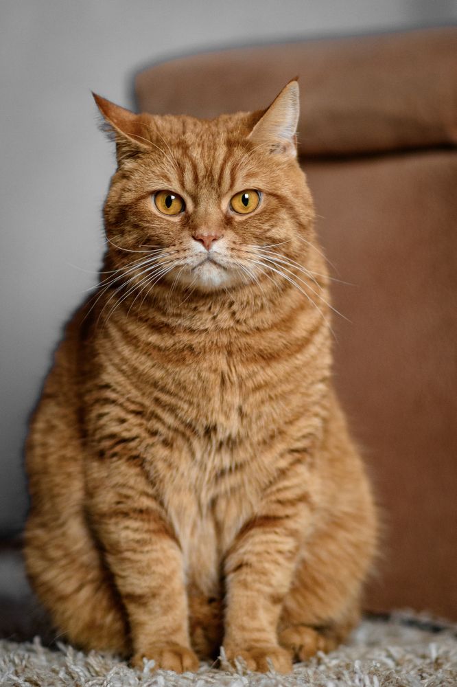 Фотография автора Natalia Sorenkova