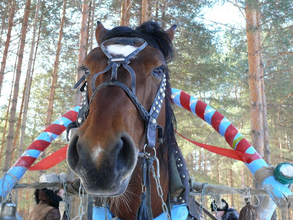 Фотография автора Анатолий Борисов