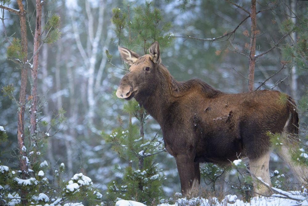 Photograph by Roman Fabrichny