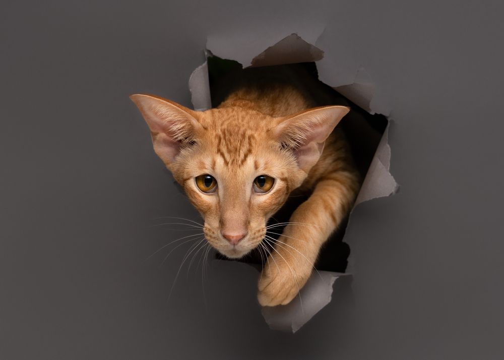 Фотография автора Валерия Капитонова