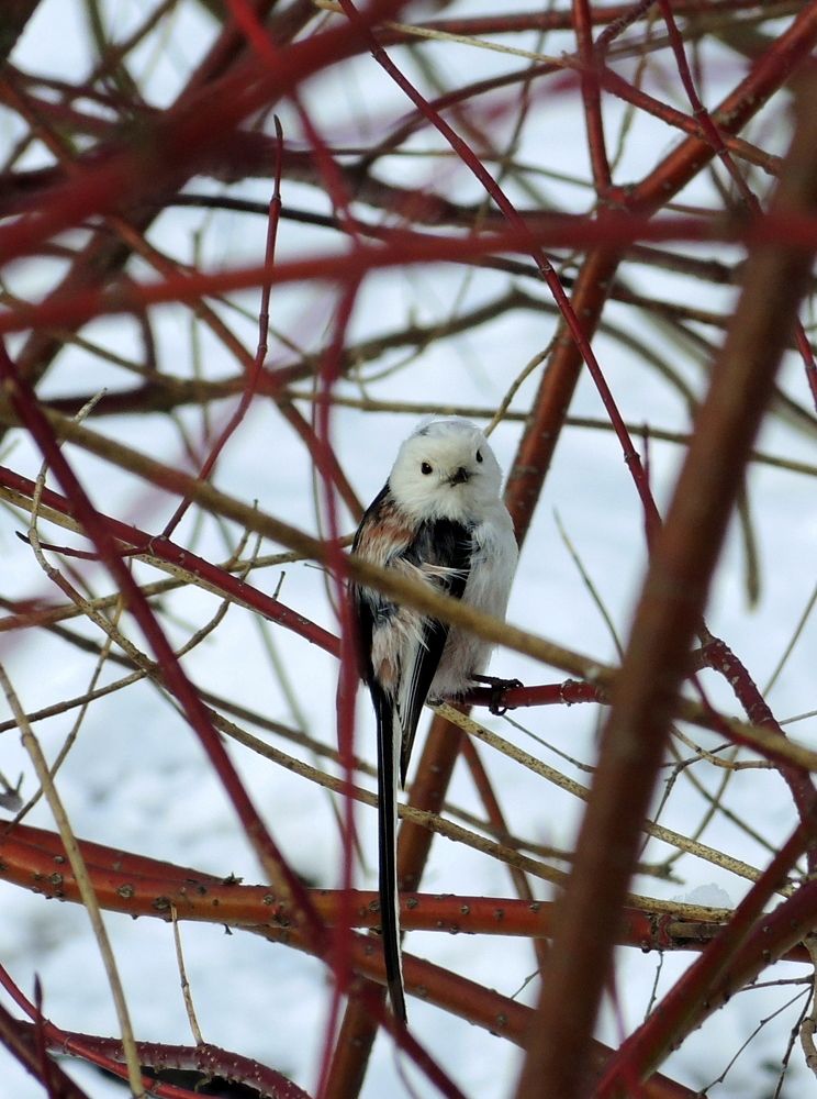 Photograph by Марина Колядина