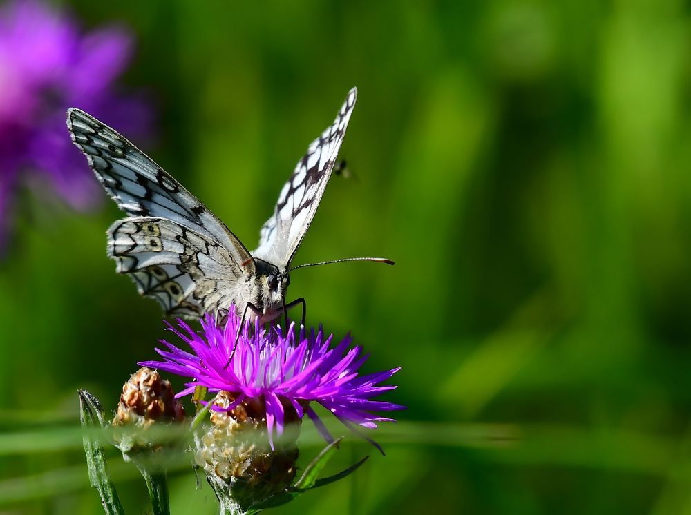Photograph by Николай Абакумов