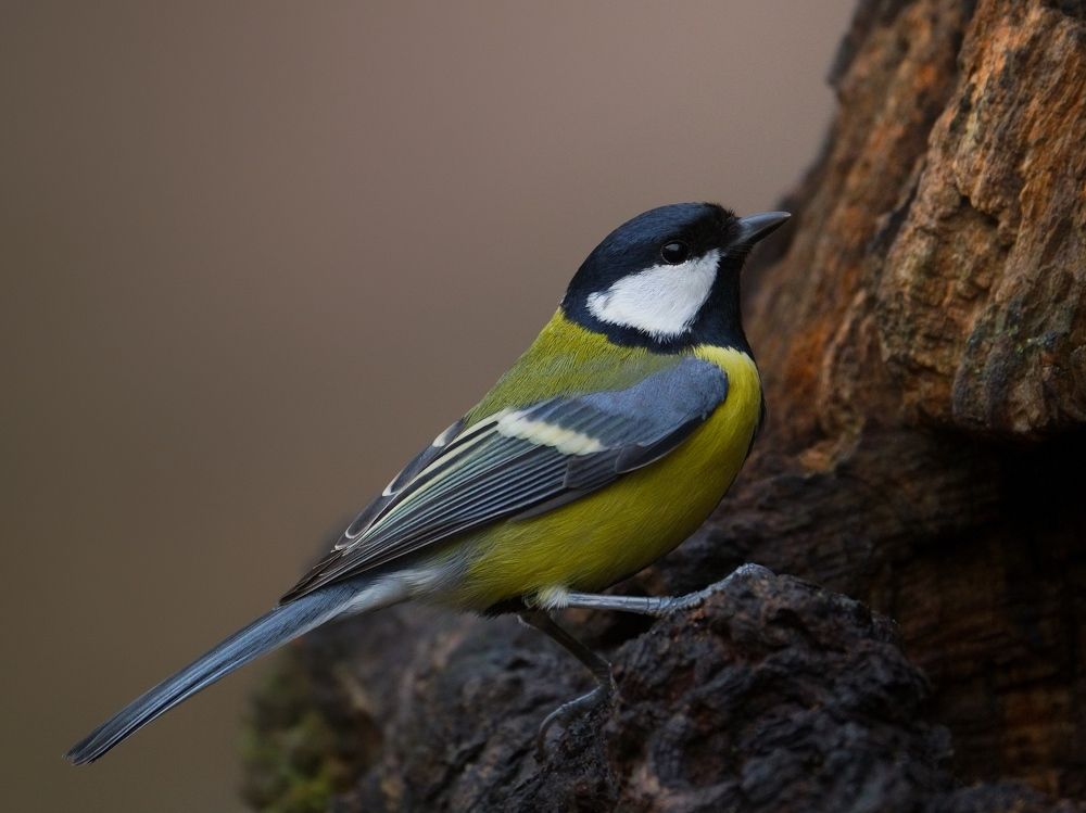 Большая Синица во всей красе