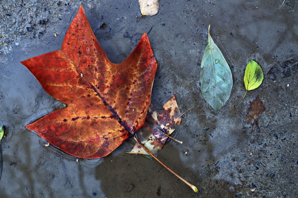Москва, в парке.