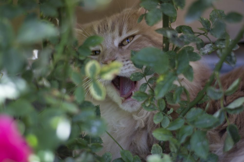 Photograph by Marina Lucenko