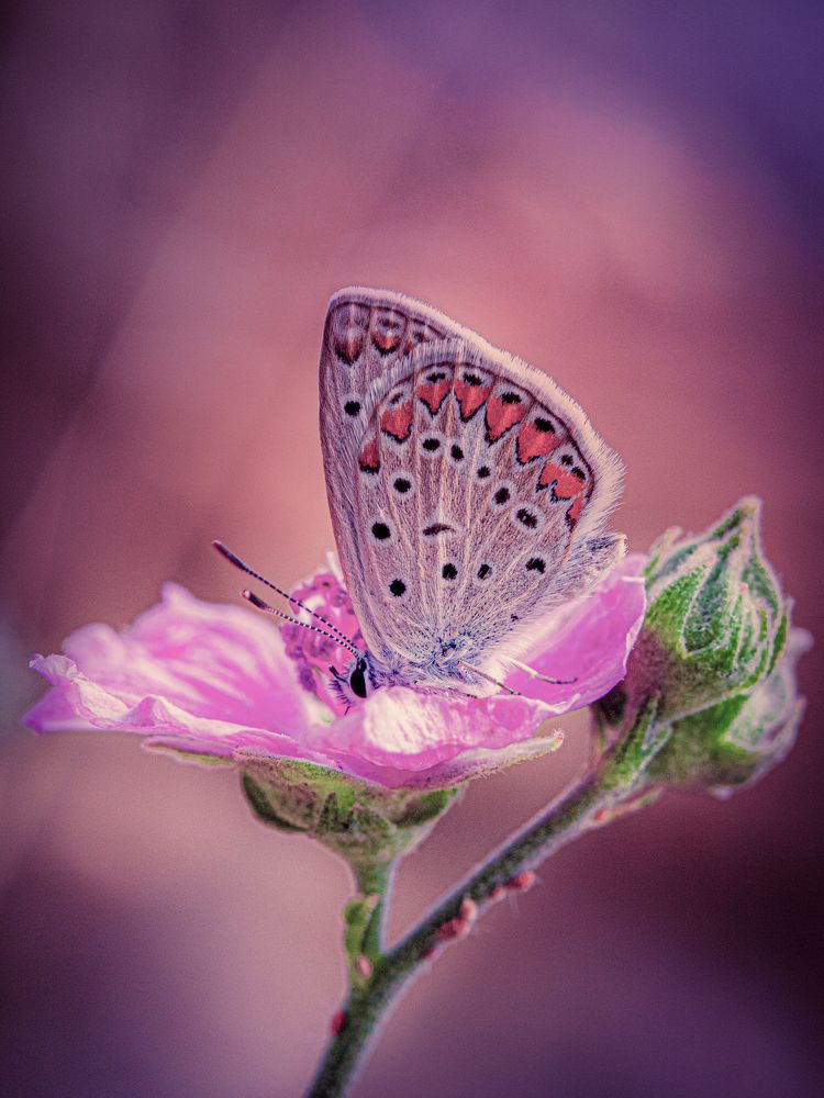 Photograph by Игорь Толкачев