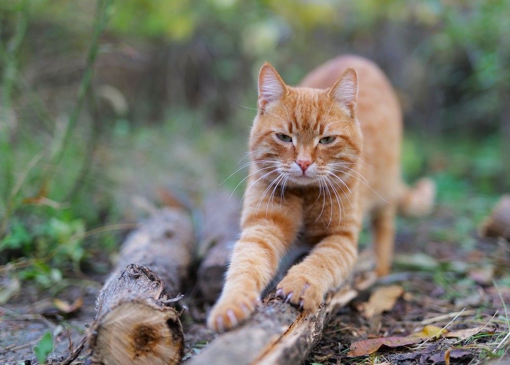 Photograph by Оксана Архипова