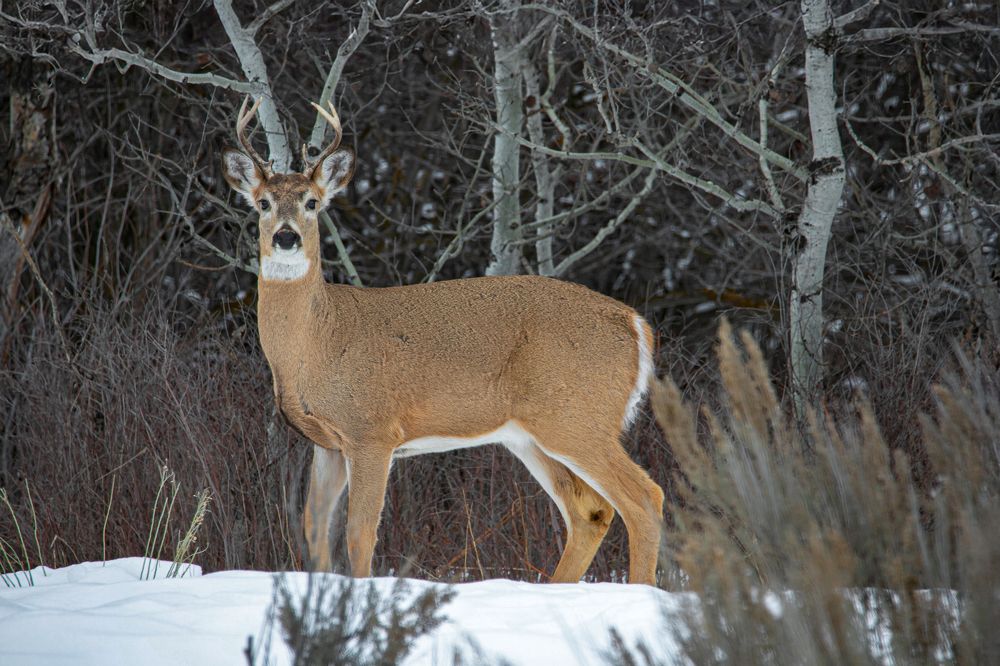 Фотография автора Brian Kinghorn