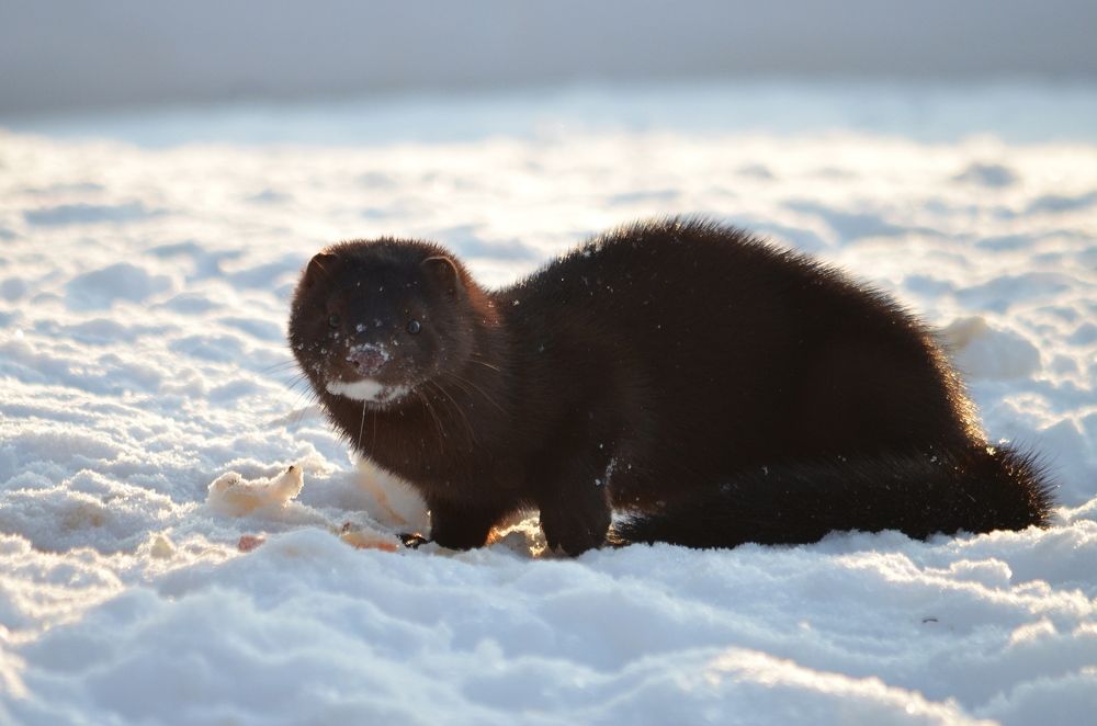 Photograph by Галина Катанова