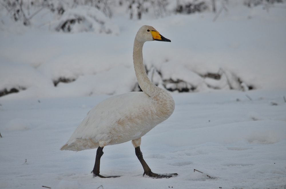 Photograph by Галина Катанова