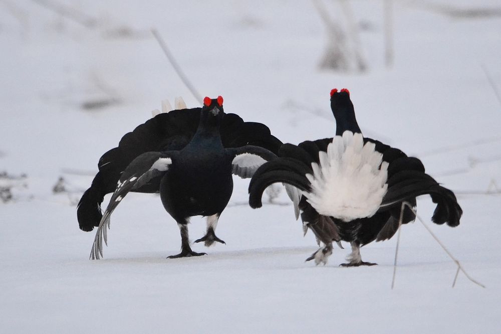 Photograph by Галина Катанова