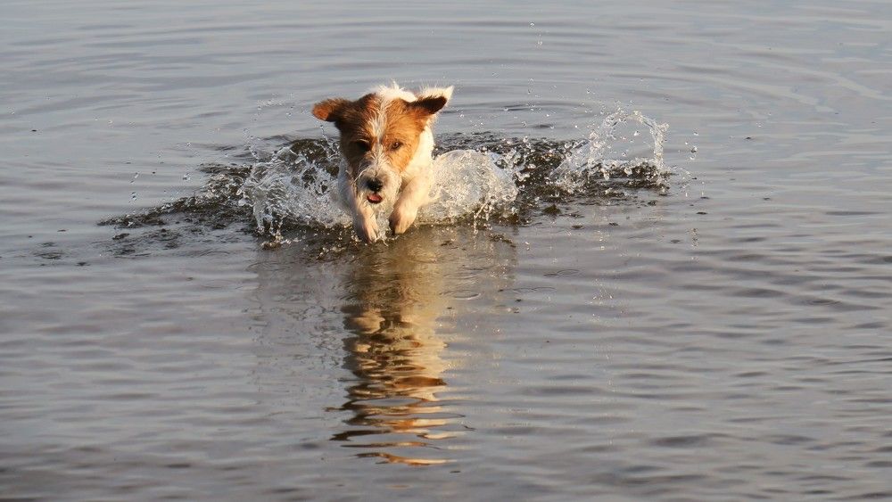 Photo #11662302