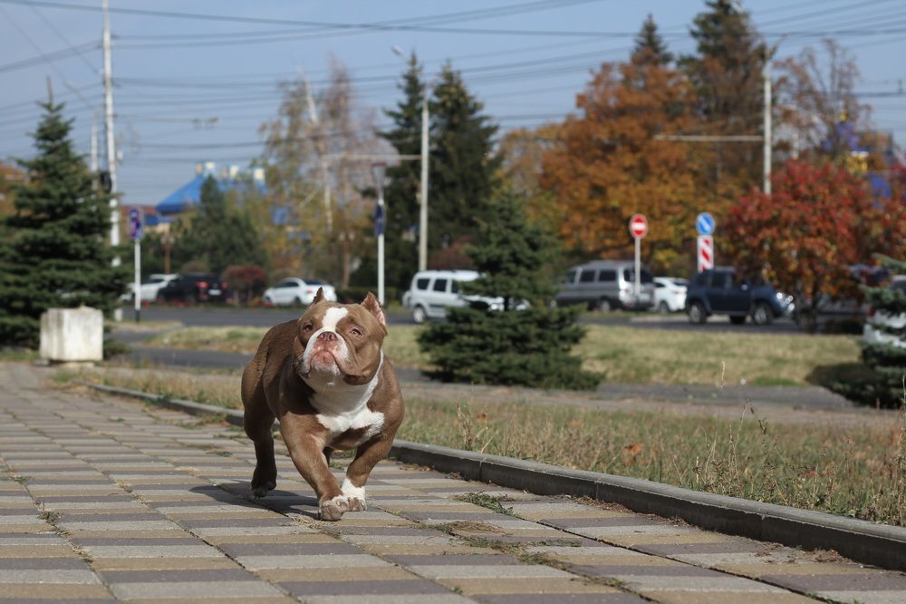 Собака-убегака