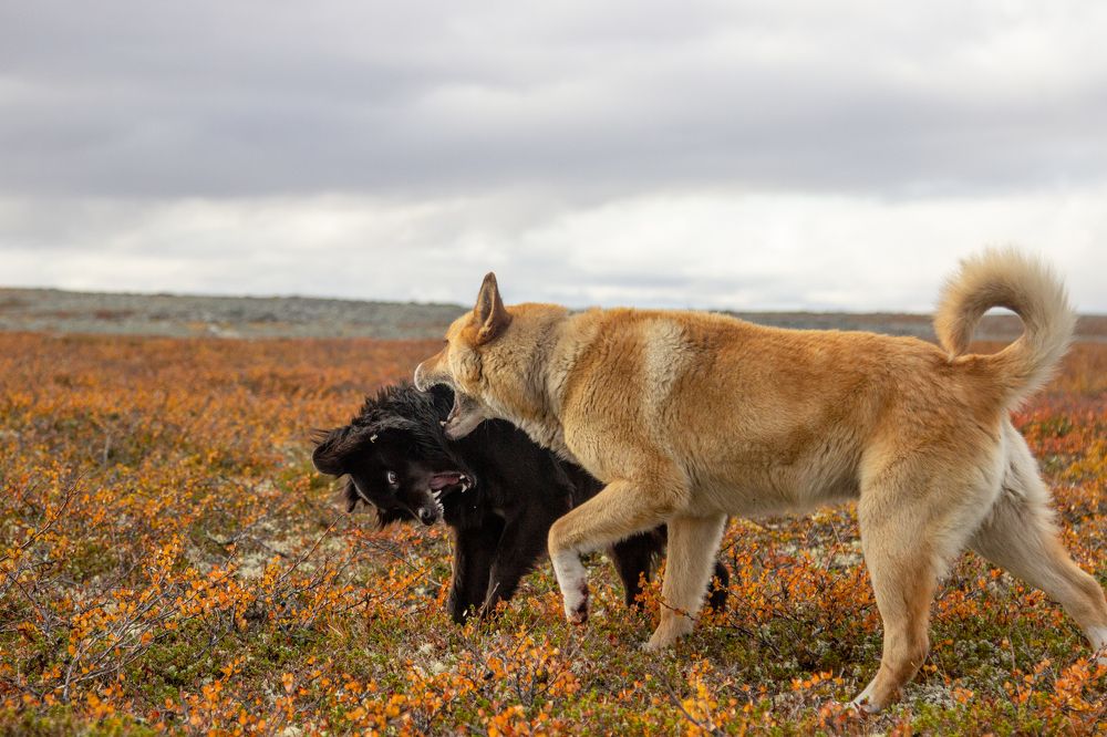 Photograph by Alina Bystrova