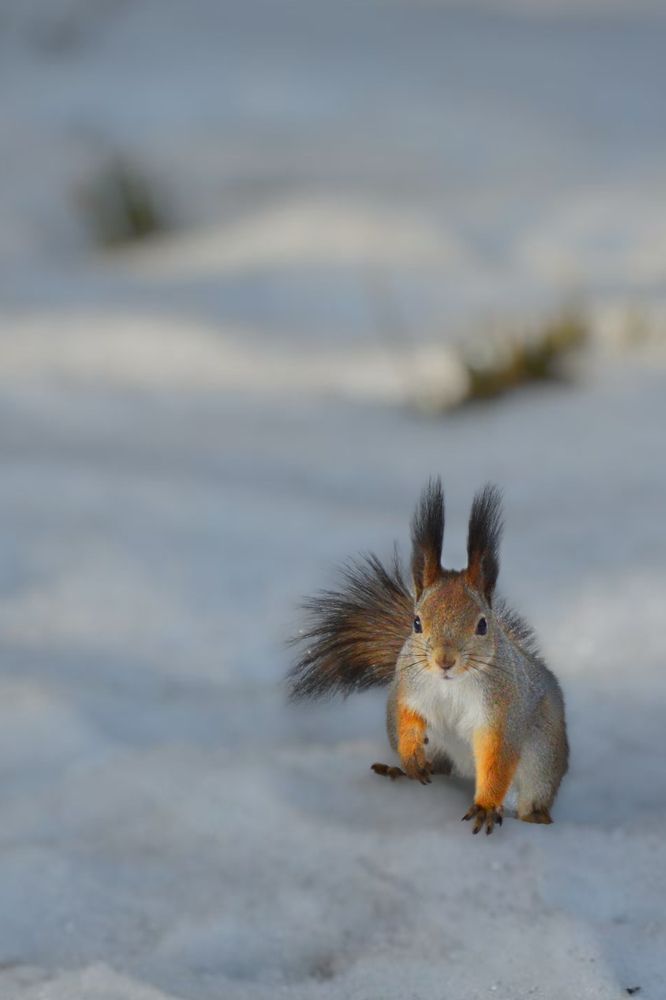 Photograph by Елена Чулюнина