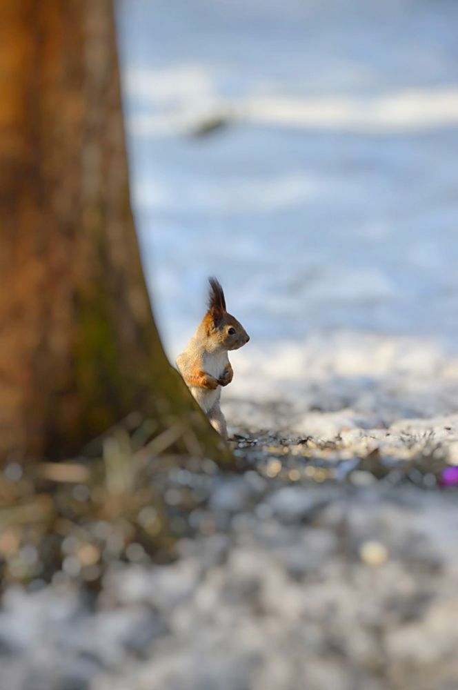 Photograph by Елена Чулюнина