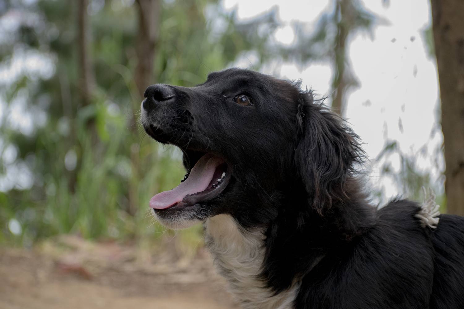 Photo #11662418