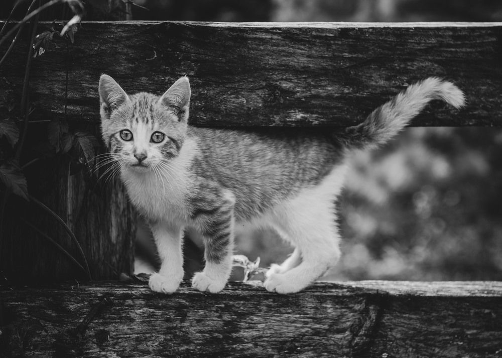 Photograph by Sarti Camilo