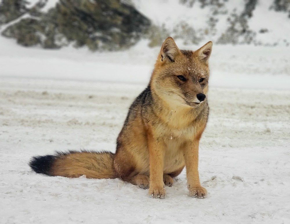 Photograph by Agus Amar