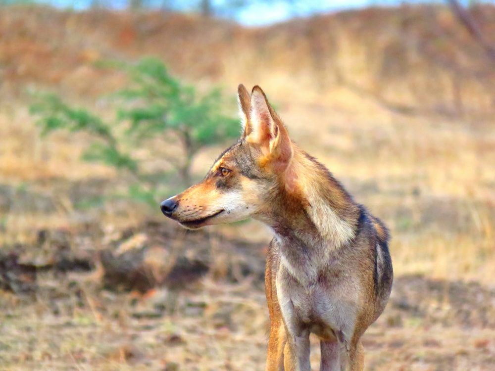 Mischievous wolf amidst grasslands