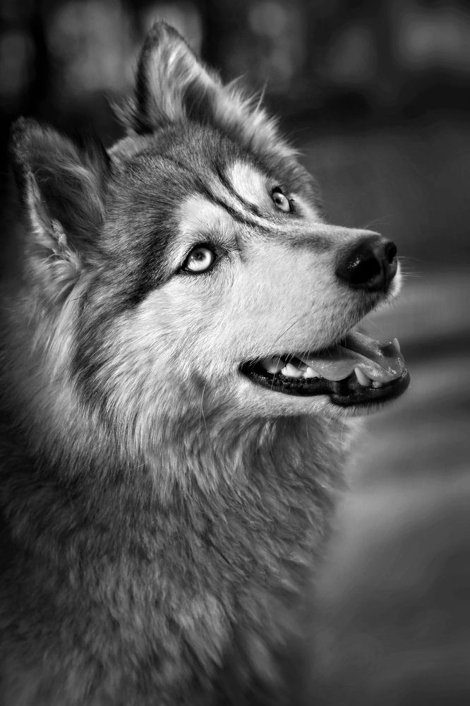 Photograph by Гагик Мхитарян