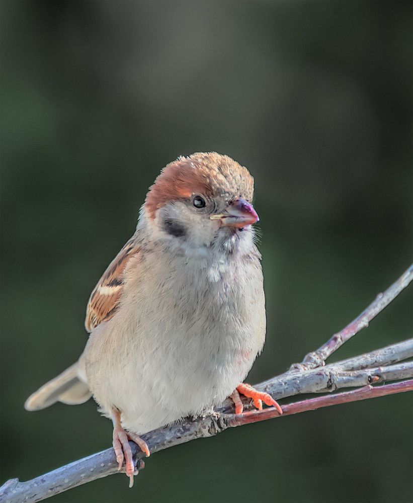 Photograph by Пушкин Сергей