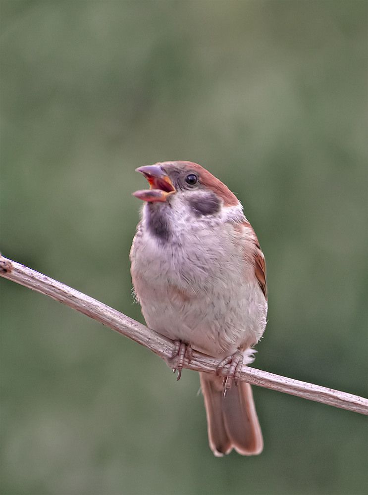 Photograph by Пушкин Сергей