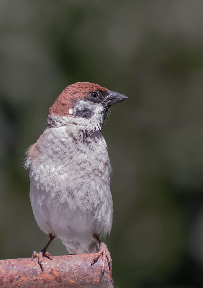 Photograph by Пушкин Сергей