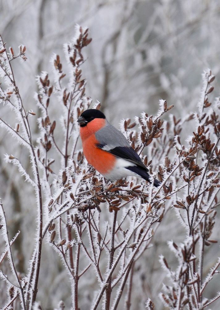 Зимний гурман