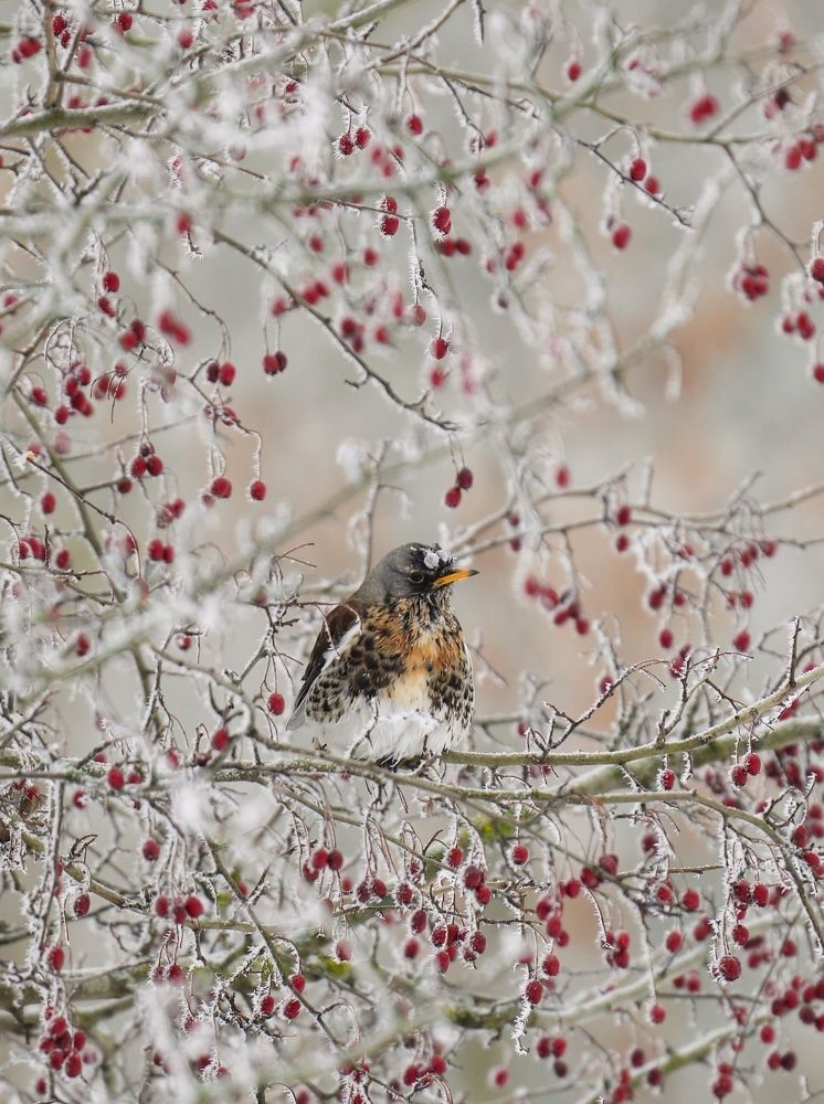 Рябинник в Зимних Бриллиантах