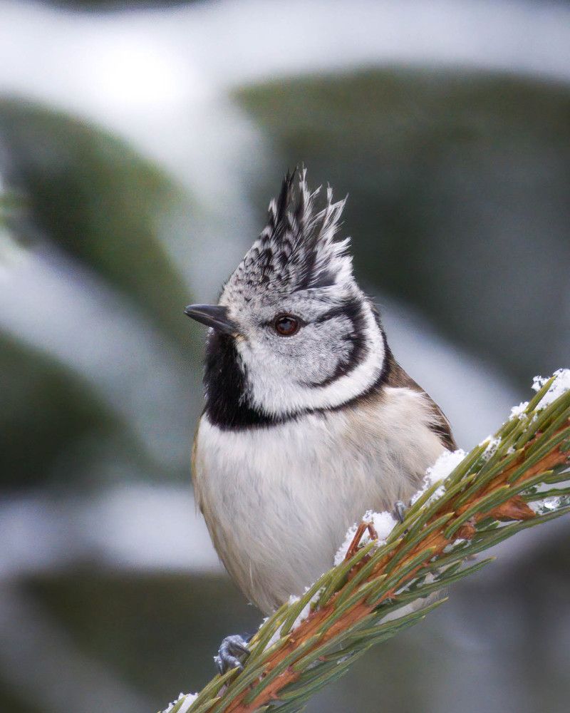 Cute crested tit