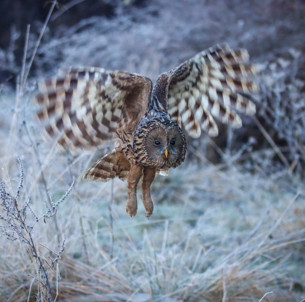 Ural owl's morning hunting