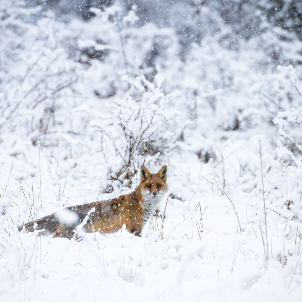 Hunting while snowing