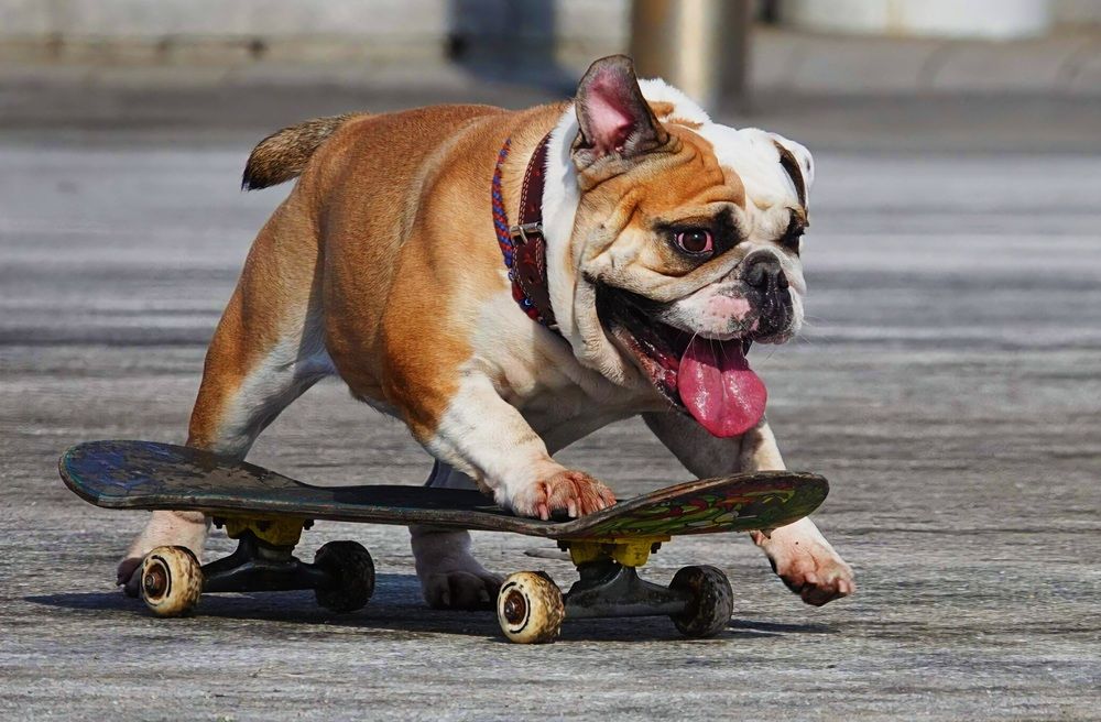 Попроьуй догани!