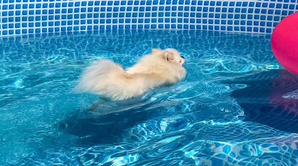 Маленький пловец в большом бассейне