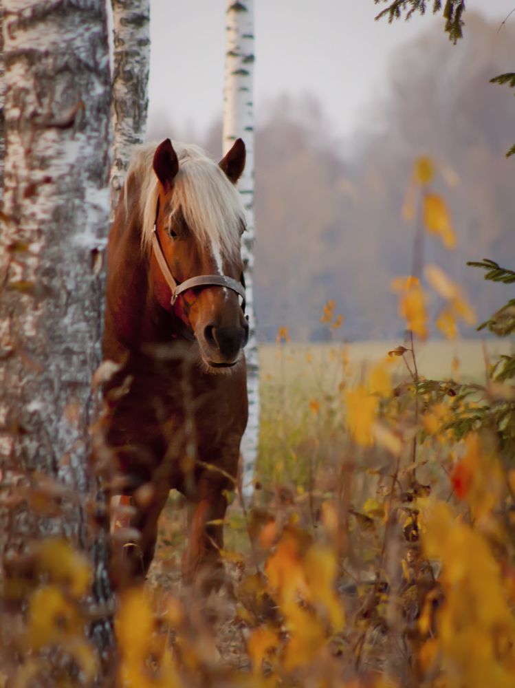 Советский тяжеловоз в берёзках