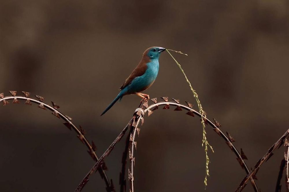 Photograph by Dipanjan Ray