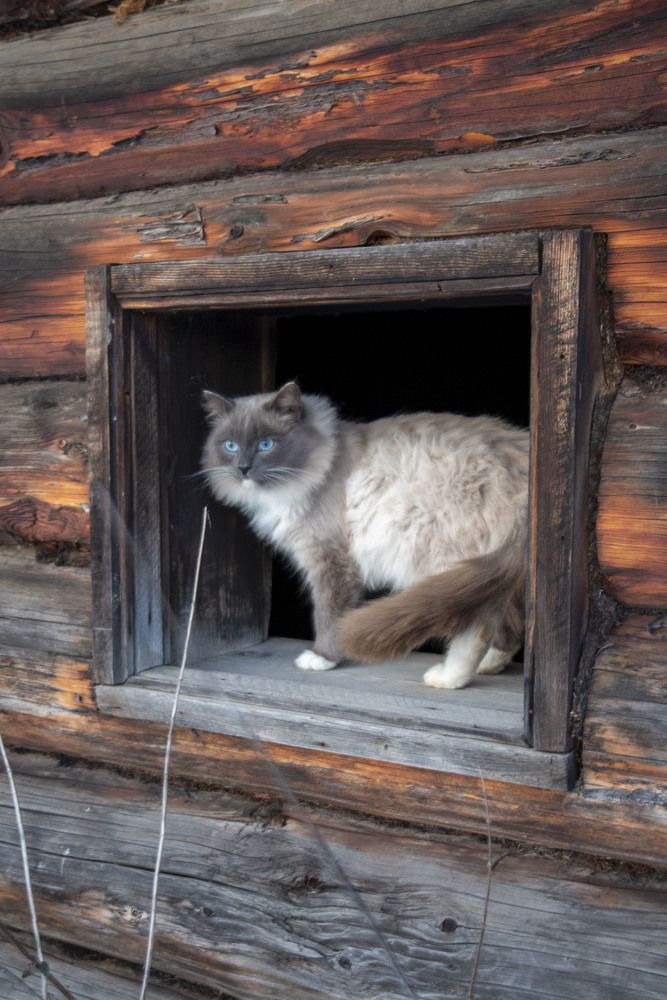 Кот по имени Гав