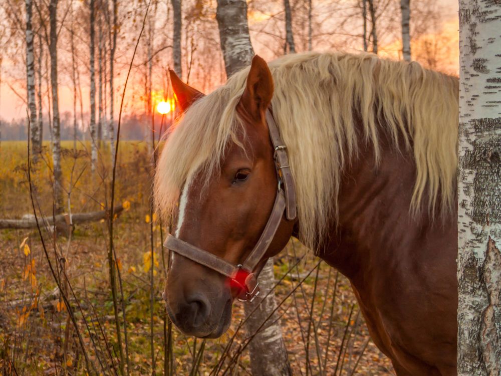 Советский тяжеловоз на Смоленщине