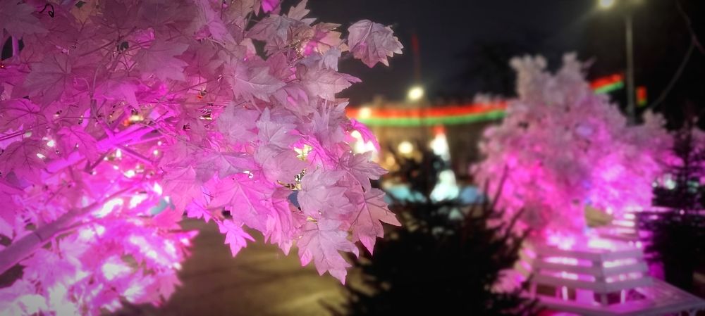 Photograph by Mishel Photographer