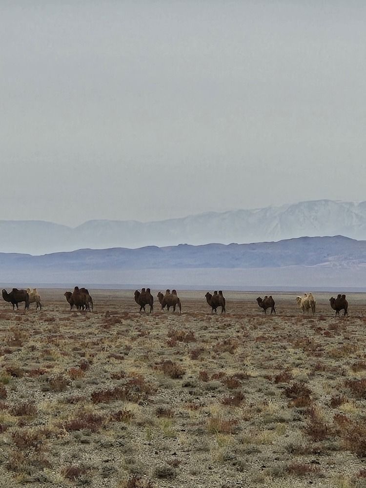 Mongolian autumn and camels