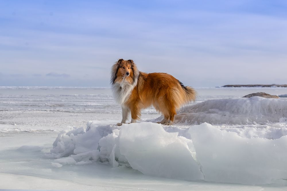 Photograph by СВЕТЛАНА ГРАЧЕВА